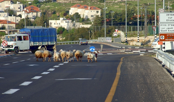 My Home Town, Efrat - Turn Right to Efrat