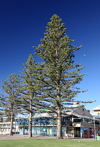 Adelaide - Norfolk Pines at Glenelg