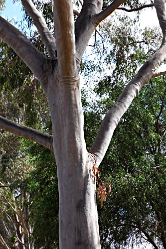 Adelaide - Gum Tree