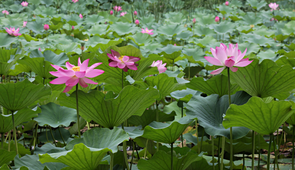 Beijing - Lotus flowers