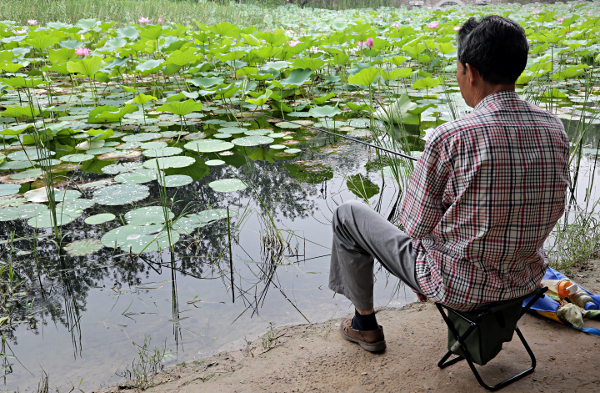 Beijing - Fishing amongst the lotus flowers