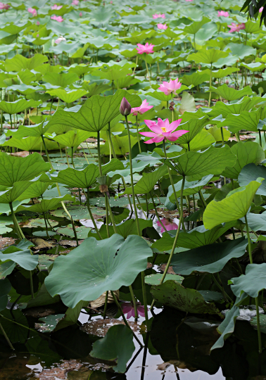 Beijing - Lotus flowers