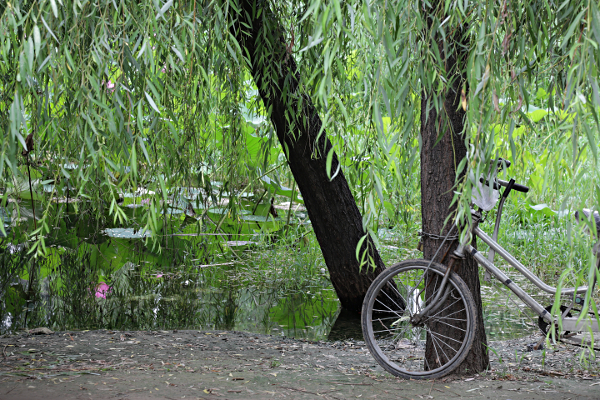 Beijing - Bicycle parked by lotus flower lake