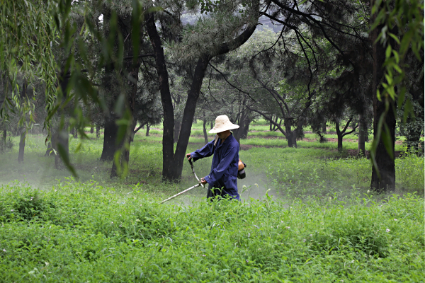 Beijing - Gardener at the Spirit Way