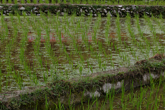 Longji Terraced Rice Paddies and the Yao People - Rice Paddy