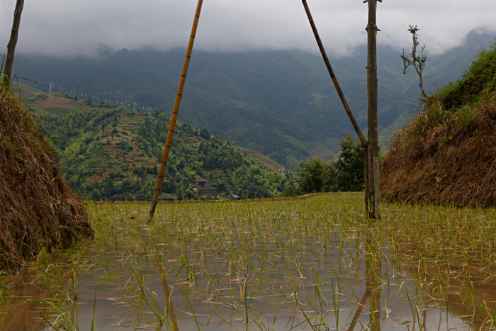 Longji Terraced Rice Paddies and the Yao People - 