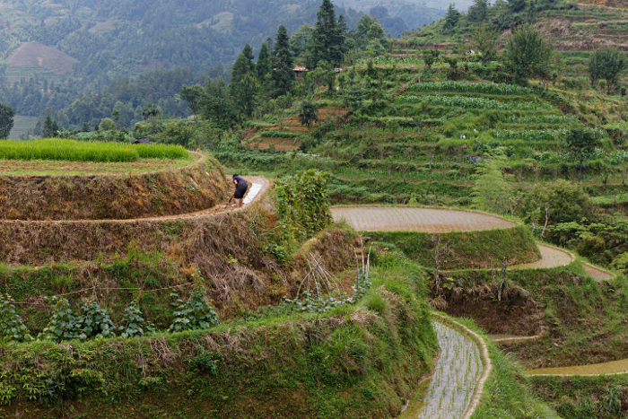 Longji Terraced Rice Paddies and the Yao People - Hand Plough - These areas are too inaccessable and too narrow to use water buffalo - traditionally used in river watered, flatter paddies