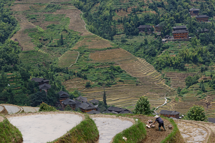 Longji Terraced Rice Paddies and the Yao People - Mechanical Plough