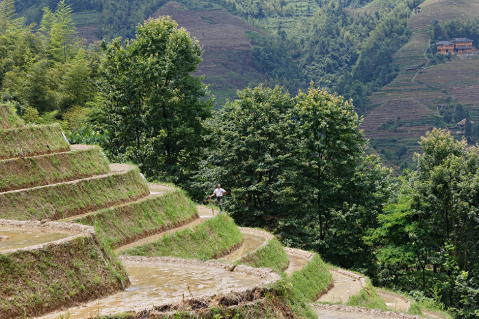 Longji Terraced Rice Paddies and the Yao People - 