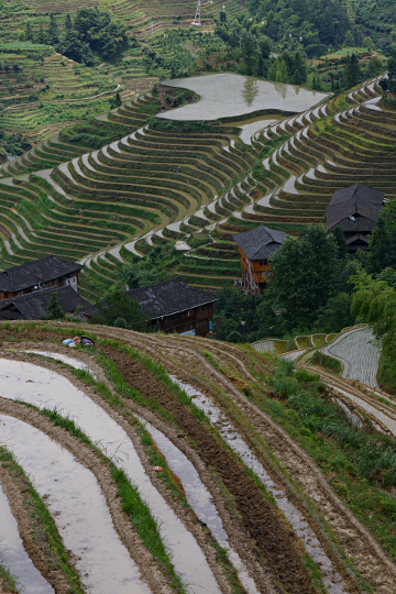 Longji Terraced Rice Paddies and the Yao People - 