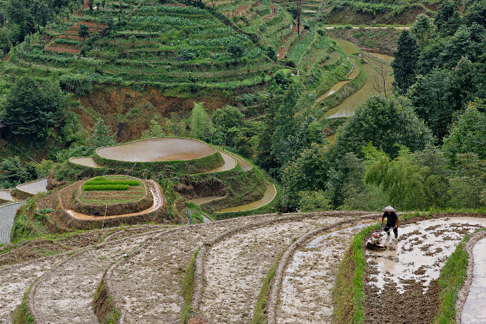 Longji Terraced Rice Paddies and the Yao People - 