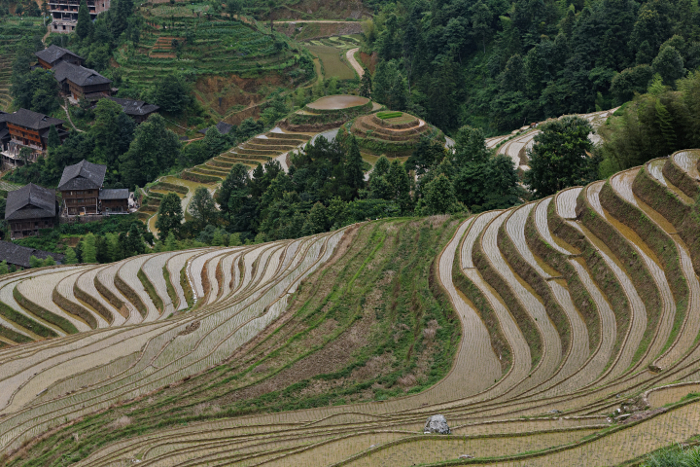 Longji Terraced Rice Paddies and the Yao People - Rice Paddies from Above