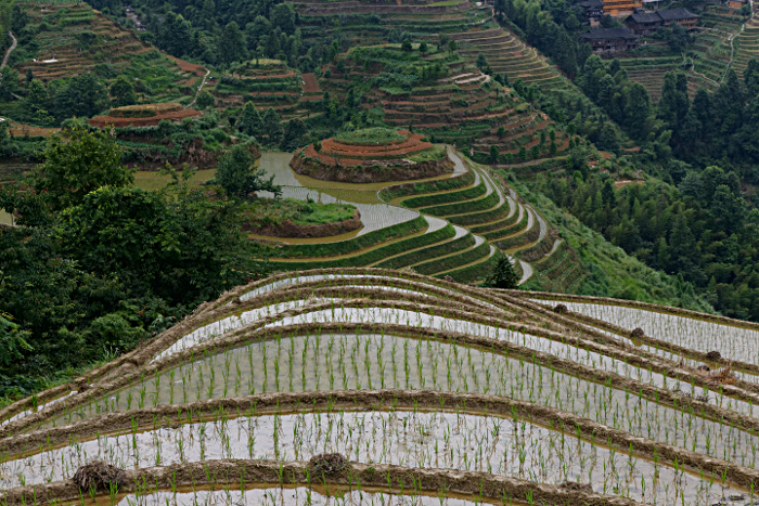 Longji Terraced Rice Paddies and the Yao People - 