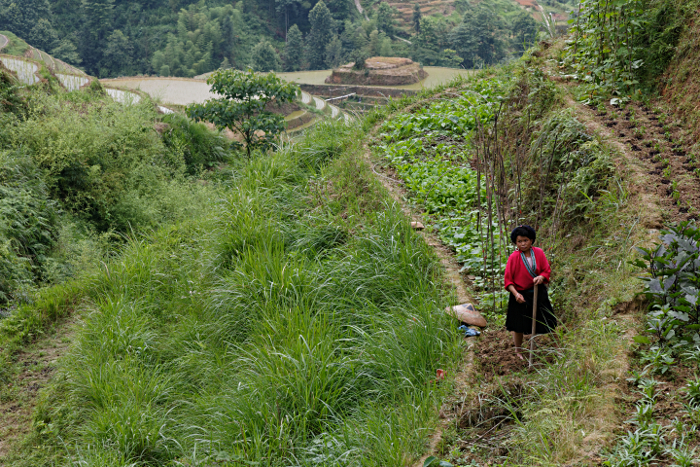 Longji Terraced Rice Paddies and the Yao People - Terrace Vegetable Patch -- but the terraces are very largely rice.