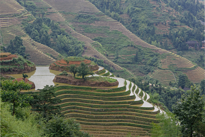 Longji Terraced Rice Paddies and the Yao People - 