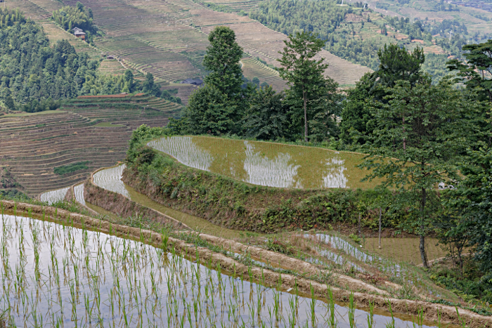 Longji Terraced Rice Paddies and the Yao People - Upper Pools - The terraces are irrigated using rain water that is captured in these pools. - As rain is seasonal, and there is no river flowing above this height, - these terrace farmers can only achieve one harvest per year. - Lower down, where the irrigation source is a river, there is often a second harvest. - I met farmers in Japan who were able to achieve three harvests a year.