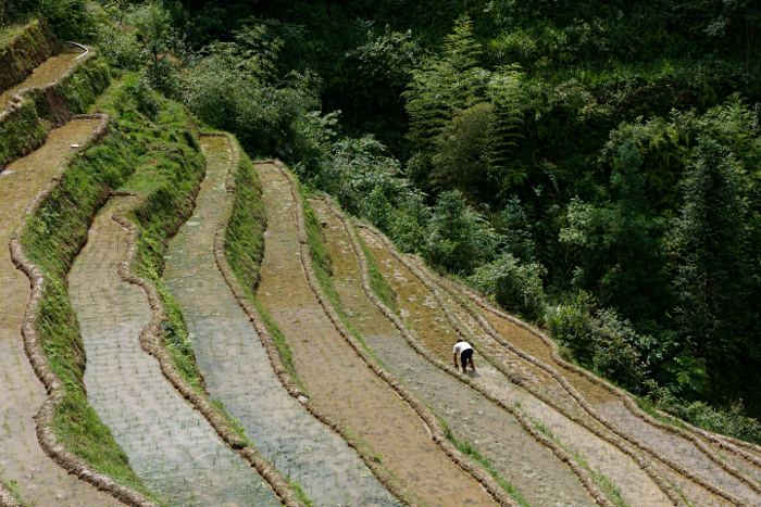 Longji Terraced Rice Paddies and the Yao People - 