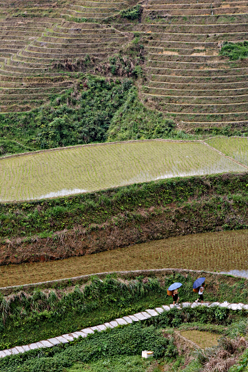 Longji Terraced Rice Paddies and the Yao People - 