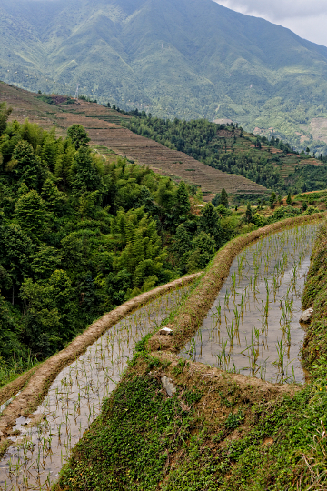 Longji Terraced Rice Paddies and the Yao People - 