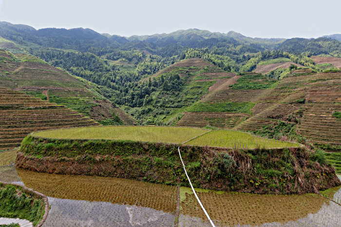 Longji Terraced Rice Paddies and the Yao People - Bamboo Pipes - In order to equalise the water amongst the terraces, - they sometimes use pipes made of thick hollow bamboo.