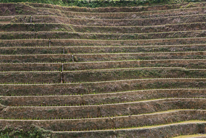 Longji Terraced Rice Paddies and the Yao People - 