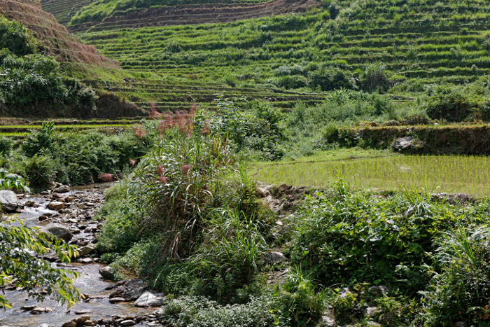 Longji Terraced Rice Paddies and the Yao People - 