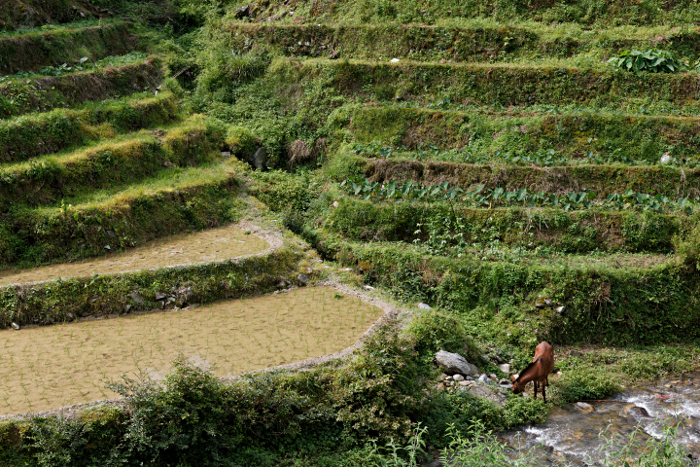 Longji Terraced Rice Paddies and the Yao People - The terraces eventually drain into the creek below