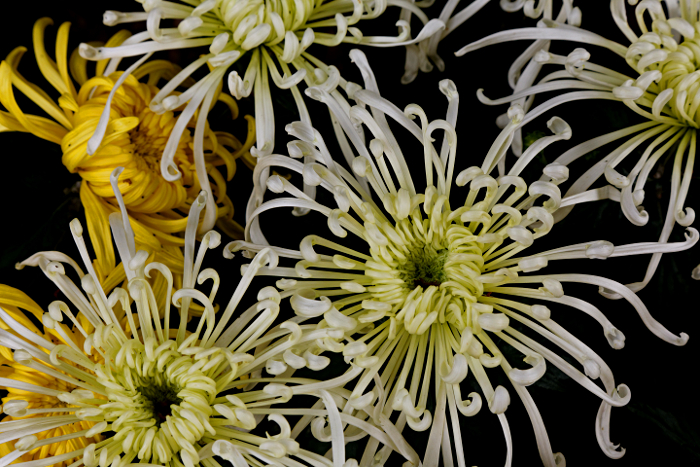 Shanghai Water Towns - Chrysanthemum