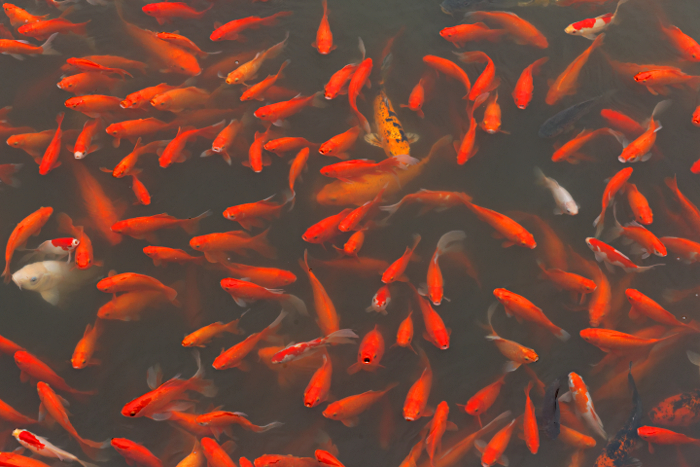 Shanghai Water Towns - Goldfish