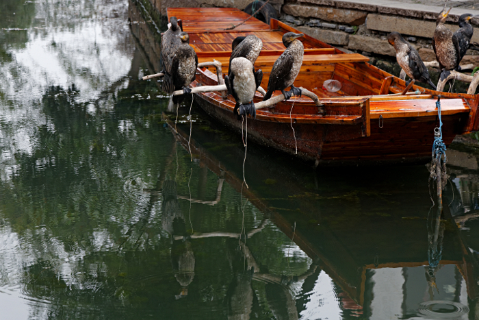 Shanghai Water Towns - Cormorants