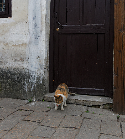 Shanghai Water Towns - Tabby Cat