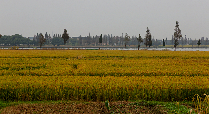 Shanghai Water Towns - Ripening Rice