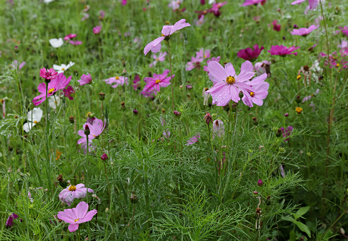 Mt Emei And Leshan - Mountain Flowers