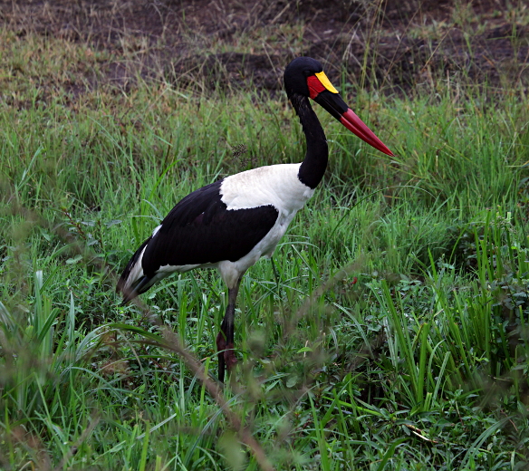 African Animals in Nairobi National Park, Kenya - Colourful Bird