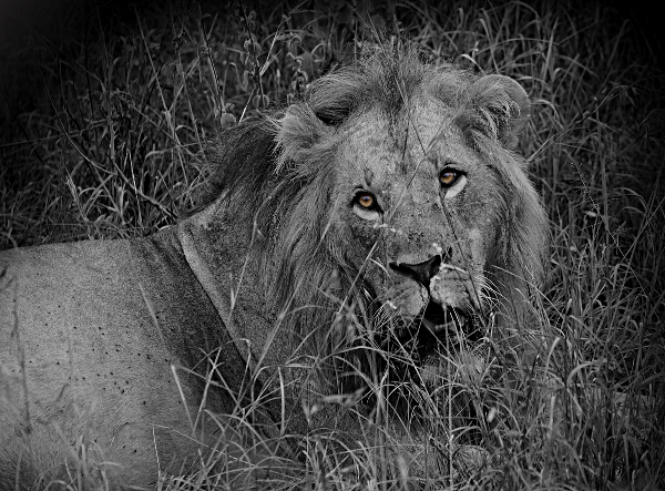 African Animals in Nairobi National Park, Kenya - Old Lion