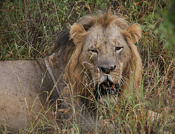 African Animals in Nairobi National Park, Kenya - Lion