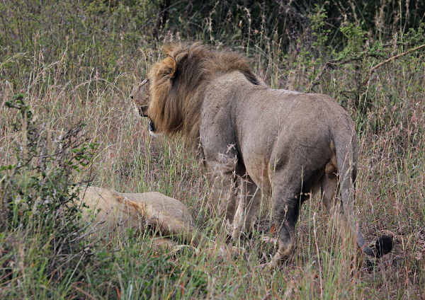 African Animals in Nairobi National Park, Kenya - Two Male Lions