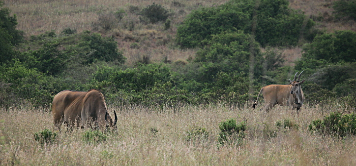 African Animals in Nairobi National Park, Kenya - Hartebeests