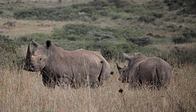 African Animals in Nairobi National Park, Kenya - White Rhinos