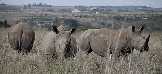 African Animals in Nairobi National Park, Kenya - White Rhinos