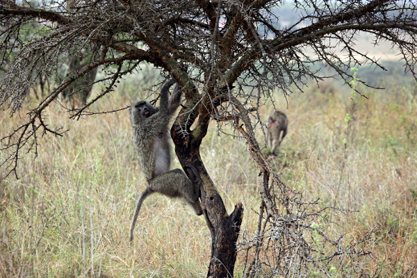 African Animals in Nairobi National Park, Kenya - Monkeys