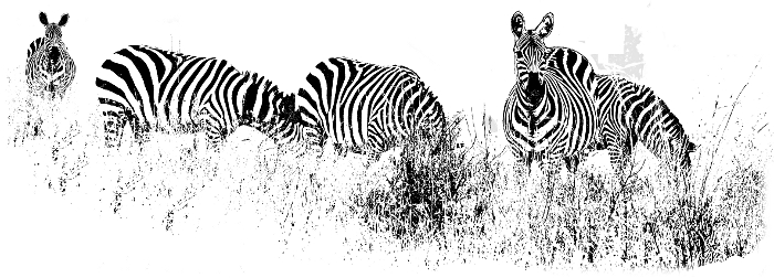 African Animals in Nairobi National Park, Kenya - Zebras