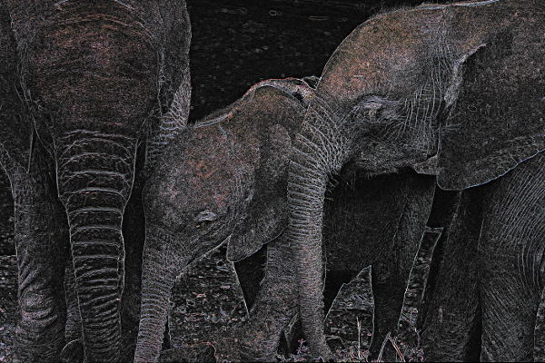 African Animals in Nairobi National Park, Kenya - Orphan Elephants