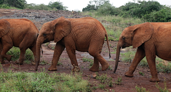 African Animals in Nairobi National Park, Kenya - Elephant Orphanage, Nairobi
