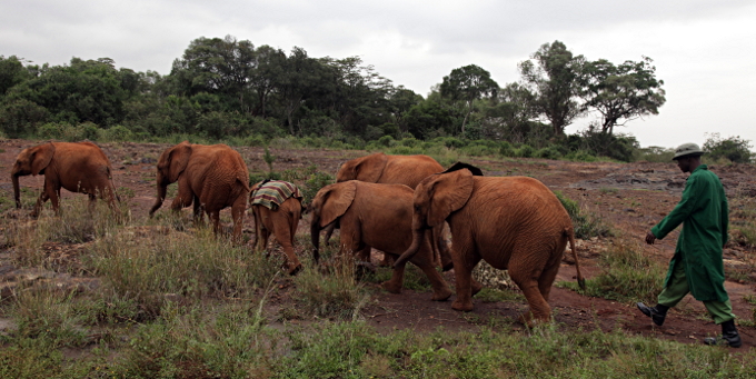 African Animals in Nairobi National Park, Kenya - Elephant Exit