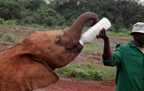 African Animals in Nairobi National Park, Kenya - Elephant Bottle