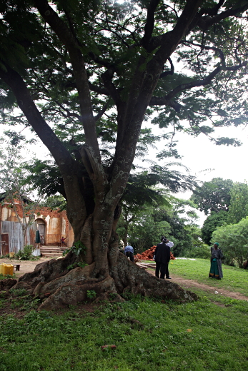 Visit to Kakungulu's House, Gangama, at the Foot of Mount Elgon, Uganda - The House and Tree in the Yard