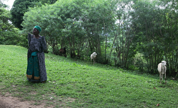 Visit to Kakungulu's House, Gangama, at the Foot of Mount Elgon, Uganda - Scene Outside the House