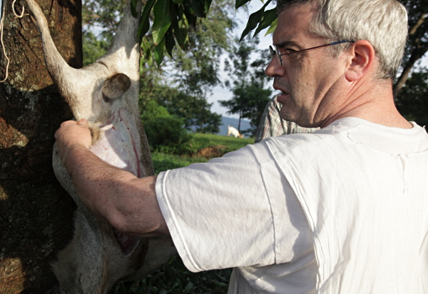 Visiting the Abayudaya in Nabugoye, Uganda - Checking Goat After 