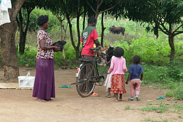 Visiting the Abayudaya Tribe in Putti, Uganda - Chicken Delivery